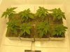 seedlings5.jpg