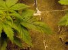 Leaf-Damage-1.jpg