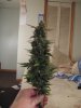 IMG_0383.jpg