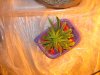pot 007.jpg