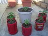 flowers and pot plants 020.jpg