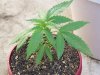 flowers and pot plants 021.jpg