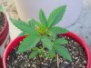 flowers and pot plants 022.jpg