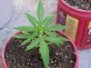 flowers and pot plants 023.jpg