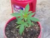flowers and pot plants 024.jpg