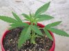 flowers and pot plants 025.jpg