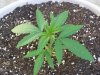 flowers and pot plants 026.jpg