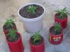 flowers and pot plants 027.jpg