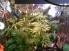 DSCF0030.jpg DSCF0030.jpg