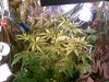 DSCF0024.jpg DSCF0024.jpg