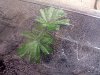 20111104160148.jpg 20111104160148.jpg