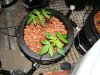 DSC04440.jpg