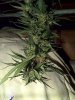 plant prob 9 110611.jpg