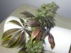 bluewidow.jpg