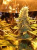 nugs1.jpg