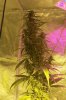 7 feet tall mystery plant.jpg