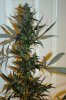 Mystery plant 2.jpg