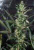 Do U know this plant.jpg