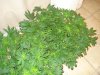 DSC04934_1.JPG