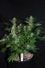 xxx day 26 (Large).jpg