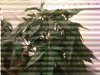 Image 1.jpg Image 1.jpg