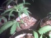 IMG00193-20111031-2029.jpg