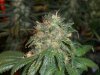 Papaya 7 weeks 5.jpg