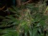Papaya 7 weeks 4.jpg