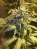 Papaya 7 weeks 3.jpg