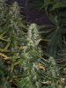 Pineapple chunk 7 weeks 5.jpg