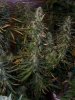 Pineapple chunk 7 weeks 4.jpg