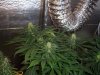 La Blanca 18 days.jpg