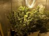 grow room 1.jpg