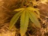 IMG_20111110_172705.jpg