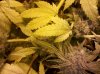 IMG_20111110_172632.jpg