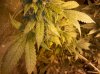 IMG_20111110_172606.jpg