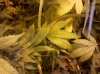 IMG_20111110_172628.jpg