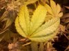 IMG_20111110_172621.jpg