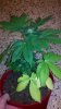 2011-11-11_16-20-31_750.jpg