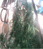 UH#2 Oldest - Bud Growth.gif UH#2 Oldest - Bud Growth.gif