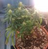 UH#2 Soil - Buds Forming.jpg UH#2 Soil - Buds Forming.jpg