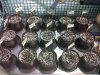 IMG00405-20111111-2038.jpg