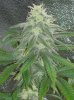 33 Days Flower Grow 2 (6).jpg 33 Days Flower Grow 2 (6).jpg