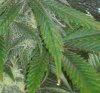 33 Days Flower Grow 2 (6).jpg