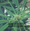 bud 2.jpg