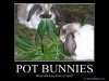 pot bunnies mb.jpg