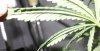 Leaf-Curl-1.jpg