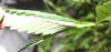 Leaf-Curl-2.jpg