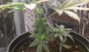 IMAG0342.jpg