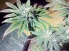 IMG_20111112_193430.jpg